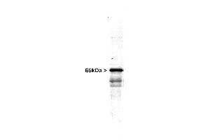 Western blot of NIH 3T3 cells showing specific immunolabeling of the ~50k Vimentin protein. (Vimentin 抗体)