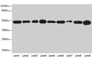 Western blot All lanes: GOT2 antibody at 3 μg/mL Lane 1: A431 whole cell lysate Lane 2: HepG2 whole cell lysate Lane 3: Mouse muscle tissue Lane 4: Mouse spleen tissue Lane 5: MCF-7 whole cell lysate Lane 6: Hela whole cell lysate Lane 7: LO2 whole cell lysate Lane 8: 293T whole cell lysate Lane 9: HL60 whole cell lysate Secondary Goat polyclonal to rabbit IgG at 1/10000 dilution Predicted band size: 48, 44 kDa Observed band size: 48 kDa (GOT2 抗体  (AA 33-279))