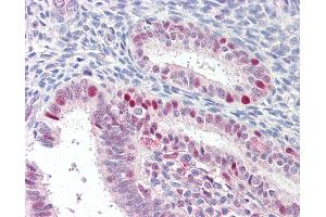 Anti-MARCH7 antibody IHC of human uterus. (MARCH7 抗体  (AA 334-344))