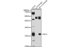 Immunoprecipitation analysis of 200 μg extracts of THP-1 cells using 3 μg Bcl-2 antibody (ABIN6134233, ABIN6137496, ABIN6137498 and ABIN6213667). (Bcl-2 抗体)