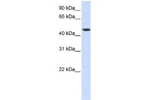 WB Suggested Anti-RXRA Antibody Titration:  0. (Retinoid X Receptor alpha 抗体  (N-Term))