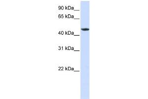 WB Suggested Anti-RXRA Antibody Titration:  0.
