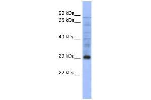 PSMA5 antibody used at 1 ug/ml to detect target protein. (PSMA5 抗体)