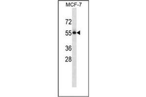 Western blot analysis of CD113 / Nectin 3 Antibody (C-term) in MCF-7 cell line lysates (35ug/lane). (nectin-3 抗体  (C-Term))