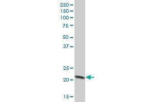 COX4I1 MaxPab polyclonal antibody. (COX IV 抗体  (AA 1-169))