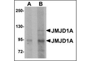 Western blot analysis of JMJD1A in mouse liver tissue lysate with this product at (A) 1 and (B) 2 μg/ml. (KDM3A 抗体  (N-Term))