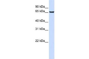Western Blotting (WB) image for anti-SRY (Sex Determining Region Y)-Box 13 (SOX13) antibody (ABIN2460022) (SOX13 抗体)