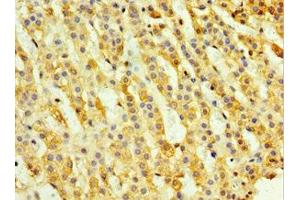Immunohistochemistry of paraffin-embedded human adrenal gland tissue using ABIN7161143 at dilution of 1:100 (TH1-Like 抗体  (AA 346-590))