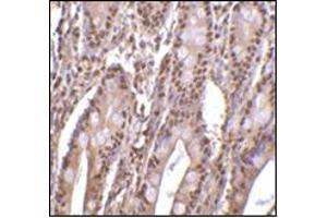 Immunohistochemistry of PHAP III in human small intestine tissue with this product at 2 μg/ml. (ANP32E 抗体  (C-Term))