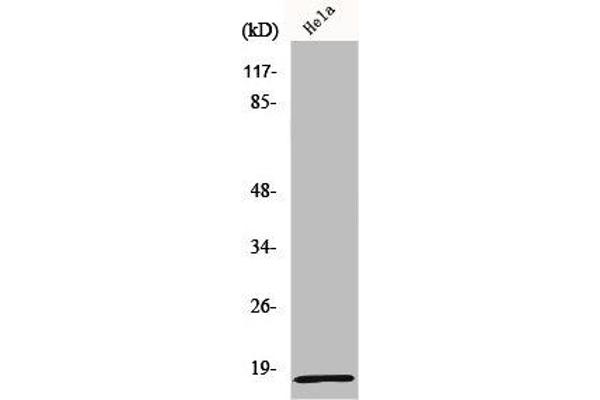MRPL2 Antikörper  (C-Term)