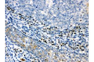 Anti- XBP Picoband antibody, IHC(P) IHC(P): Human Tonsil Tissue (XBP1 抗体  (N-Term))