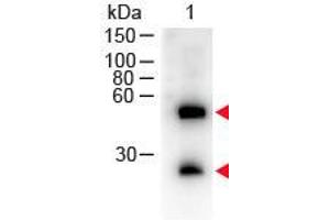 Western Blot of Donkey anti-Mouse IgG (H&L) Antibody Peroxidase Conjugated.