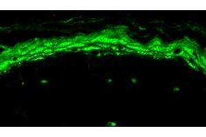 Immunohistochemistry analysis using Mouse Anti-Nav1.