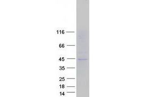 Western Blotting (WB) image for Solute Carrier Family 16, Member 13 (Monocarboxylic Acid Transporter 13) (SLC16A13) protein (Myc-DYKDDDDK Tag) (ABIN2732148)