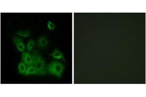 Immunofluorescence analysis of A549 cells, using Bax (Phospho-Thr167) Antibody. (BAX 抗体  (pThr167))