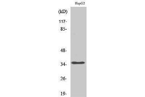 Western Blotting (WB) image for anti-Heterogeneous Nuclear Ribonucleoprotein A2/B1 (HNRNPA2B1) (N-Term) antibody (ABIN3185058)