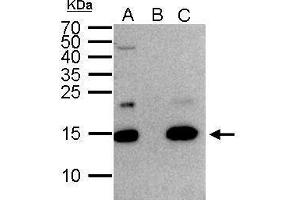 IP Image Histone H2A. (H2AFZ 抗体  (C-Term))