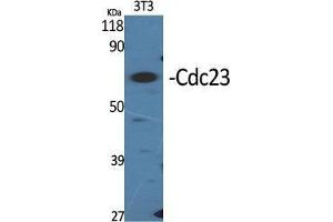 Western Blot (WB) analysis of specific cells using Cdc23 Polyclonal Antibody. (CDC23 抗体  (Internal Region))
