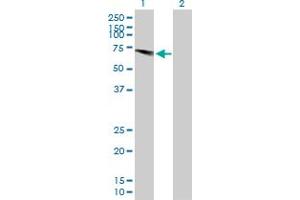 Western Blot analysis of USP28 expression in transfected 293T cell line by USP28 MaxPab polyclonal antibody.