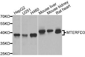 Western blot analysis of extracts of various cell lines, using MTERFD3 antibody. (MTERFD3 抗体  (AA 1-250))