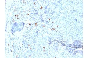 Formalin-fixed, paraffin-embedded human Tonsil stained with IgG4 Mouse Monoclonal Antibody (IGHG4/1345). (IGHG4 抗体)