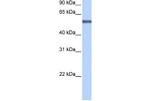 LRRC8E antibody used at 0. (LRRC8E 抗体  (Middle Region))