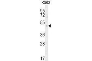 TBX6 Antibody (C-term) western blot analysis in K562 cell line lysates (35 µg/lane). (T-Box 6 抗体  (C-Term))