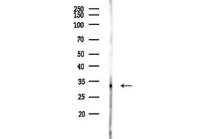 anti-Transformer 2 beta Homolog (TRA2B) (N-Term) antibody