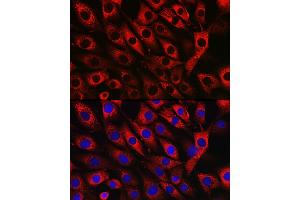 Immunofluorescence analysis of NIH/3T3 cells using UFL1 Rabbit pAb (ABIN7271213) at dilution of 1:50 (40x lens).