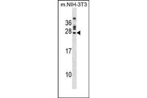 FGFR1OP2 Antibody (Center) (ABIN1537851 and ABIN2849769) western blot analysis in mouse NIH-3T3 cell line lysates (35 μg/lane). (FGFR1OP2 抗体  (AA 140-166))