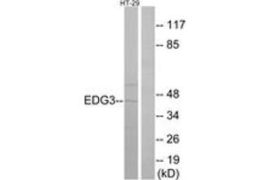 Western blot analysis of extracts from HT-29 cells, using EDG3 Antibody. (S1PR3 抗体  (AA 115-164))