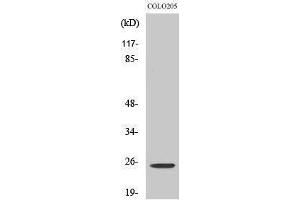 Western Blotting (WB) image for anti-Homeobox A7 (HOXA7) (Internal Region) antibody (ABIN3175532) (HOXA7 抗体  (Internal Region))