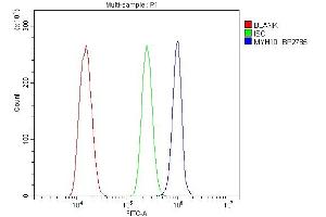 Flow Cytometry analysis of ANA-1 cells using anti-non-muscle Myosin IIB/MYH10 antibody (ABIN7603186). (MYH10 抗体  (N-Term))