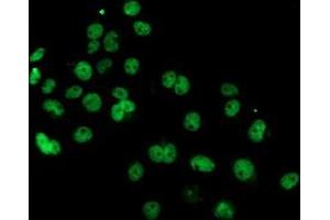 Anti-PDE4B mouse monoclonal antibody (ABIN2454983) immunofluorescent staining of COS7 cells transiently transfected by pCMV6-ENTRY PDE4B (RC211956). (PDE4B 抗体)