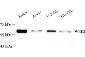 Western blot analysis of WEE2 (ABIN7076224),at dilution of 1: 600 (WEE2 抗体)