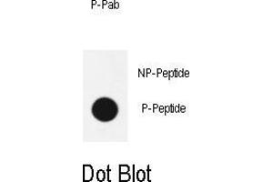 Dot blot analysis of anti-phospho-Sox2-p Phospho-specific Pab (ABIN650887 and ABIN2839829) on nitrocellulose membrane. (SOX2 抗体  (pSer246))