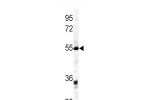 Western blot analysis of GDF6 antibody (C-term) (ABIN391699 and ABIN2841599) in mouse kidney tissue lysates (35 μg/lane).