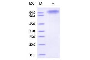 Human C1q R1, His Tag on SDS-PAGE under reducing (R) condition.