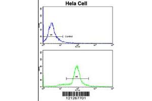 Flow cytometric analysis of hela cells using SRP72 Antibody (bottom histogram) compared to a negative control cell (top histogram).