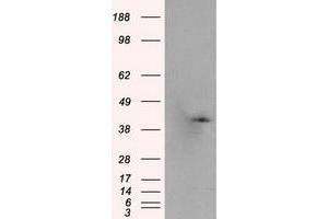 Western Blotting (WB) image for anti-Pleckstrin (PLEK) antibody (ABIN1500272) (Pleckstrin 抗体)