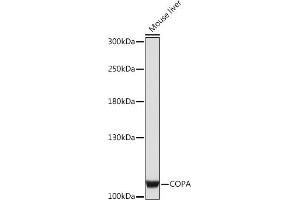 Western blot analysis of extracts of Mouse liver, using COPA Rabbit pAb (ABIN7266424) at 1:1000 dilution. (COPA 抗体  (AA 550-650))