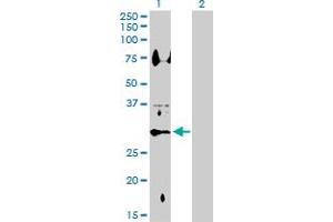 Western Blot analysis of HSD11B1 expression in transfected 293T cell line by HSD11B1 MaxPab polyclonal antibody. (HSD11B1 抗体  (AA 1-292))