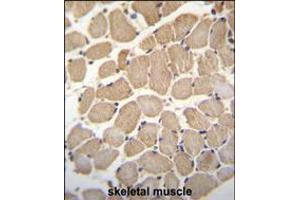 GAS2L2 Antibody immunohistochemistry analysis in formalin fixed and paraffin embedded human skeletal muscle followed by peroxidase conjugation of the secondary antibody and DAB staining. (GAS2L2 抗体  (C-Term))