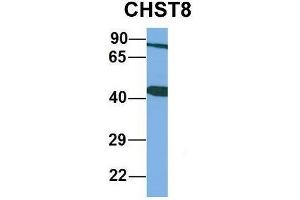 Host:  Rabbit  Target Name:  CHST8  Sample Type:  Human Adult Placenta  Antibody Dilution:  1. (CHST8 抗体  (Middle Region))