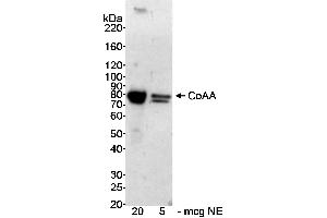 Western Blotting (WB) image for anti-CoaA (AA 150-200) antibody (ABIN7449380) (CoaA (AA 150-200) 抗体)
