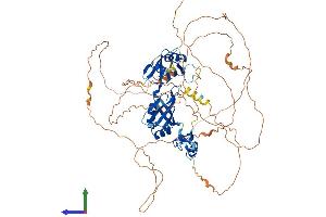 Protein Structure (PS) image for Cytoplasmic Polyadenylation Element Binding Protein 3 (CPEB3) (AA 1-716) protein (His tag) (ABIN7558227)