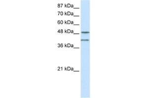 Western Blotting (WB) image for anti-RAE1 RNA Export 1 Homolog (S. Pombe) (RAE1) antibody (ABIN2462089) (RAE1 抗体)
