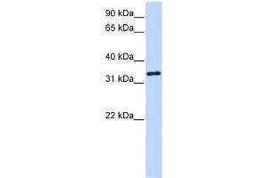 WB Suggested Anti-HAAO Antibody Titration:  0. (HAAO 抗体  (N-Term))