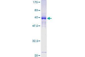 ZNF187 Protein (AA 1-325) (GST tag)