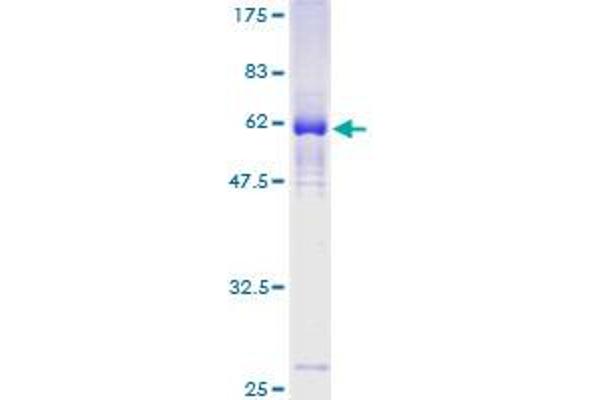 ZNF187 Protein (AA 1-325) (GST tag)